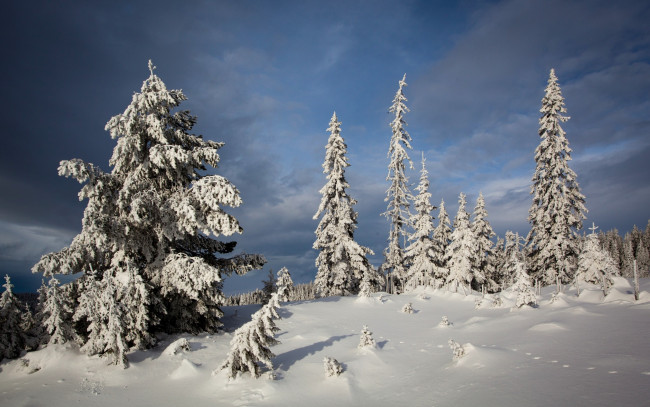 Обои картинки фото природа, зима, снег, nordseter, fjellpark, lillehammer, деревья, ели, норвегия, лиллехаммер, norway, сугробы