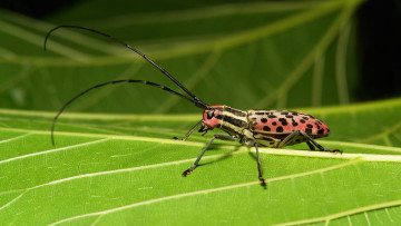 Картинка животные насекомые жук