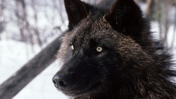 Картинка животные волки +койоты +шакалы снег хищник зверь черный волк
