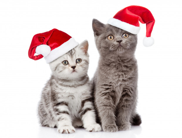 Обои картинки фото животные, коты, christmas, взгляд, cats, рождество, новый, год, кот, шапка