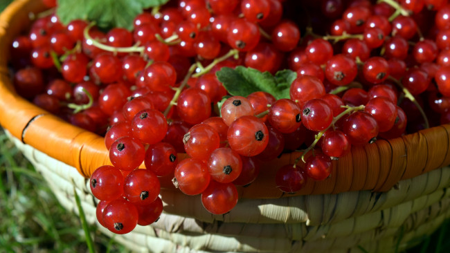 Обои картинки фото еда, смородина, корзинка, ягоды, красные, урожай