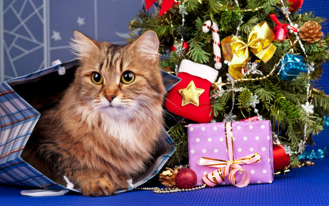 Обои картинки фото животные, коты, кошка, подарки, праздник, рыжая, игрушки, пакет, елка, новый, год, кот