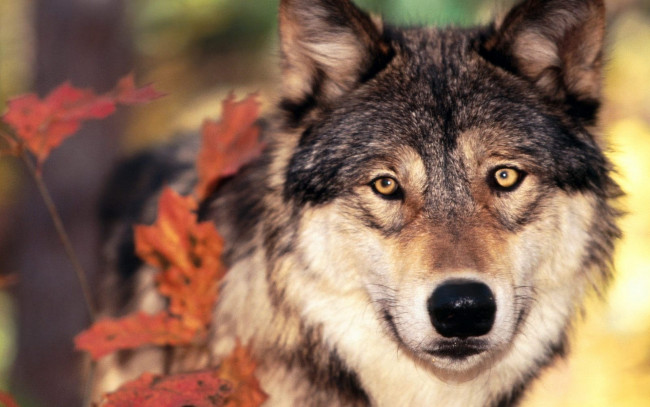 Обои картинки фото животные, волки,  койоты,  шакалы, осень, серый, волк