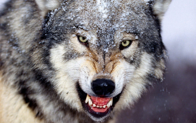 Обои картинки фото животные, волки,  койоты,  шакалы, волк, зверь, хищник, оскал