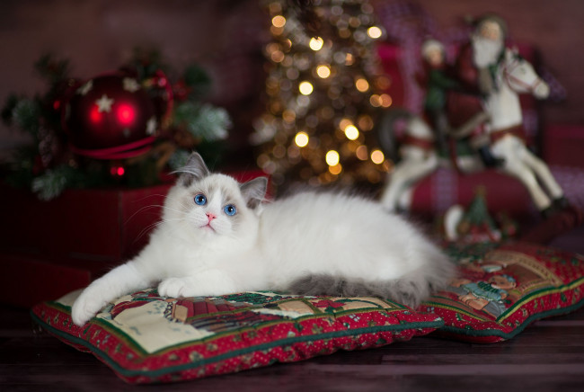 Обои картинки фото животные, коты, лежит, рождество, голубоглазый, лапуля, санта, клаус, пушистый, боке, комната, игрушки, огни, ёлка, котенок, милашка, подушки, новый, год, кошка