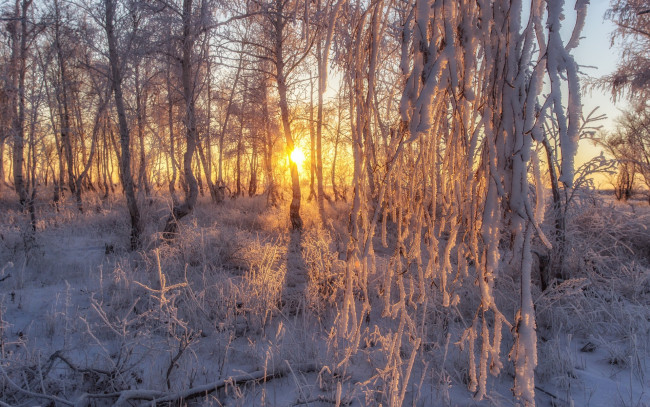 Обои картинки фото природа, лес, мороз, деревья, лесная, сказка, , i, солнце, снег, иней
