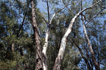 Картинка природа деревья стволы
