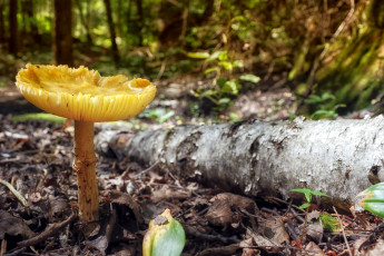 Картинка природа грибы одиночка