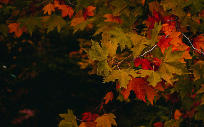 Обои картинки фото природа, листья, осень, кленовые