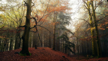 Картинка природа лес осень листопад