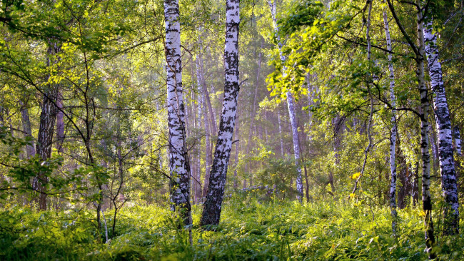 Обои картинки фото природа, лес, березы