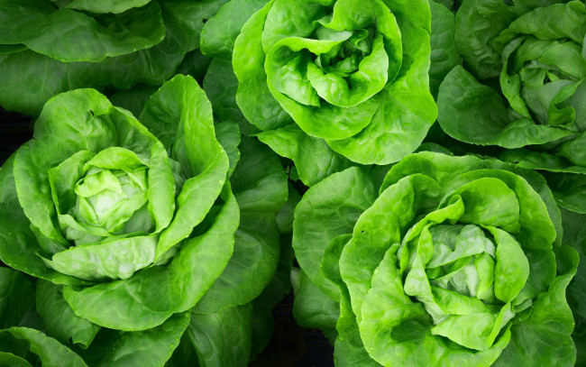 Обои картинки фото еда, овощи, салат, зеленый