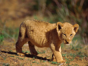 Картинка животные львы львенок