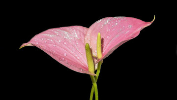 Картинка цветы каллы розовые капли