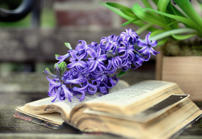 Обои картинки фото цветы, гиацинты, книга, гиацинт, синий