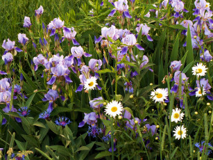 Картинка весна 2007 цветы разные вместе