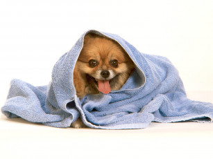 Картинка животные собаки полотенце собачка