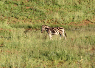 Картинка животные зебры зебра трава африка