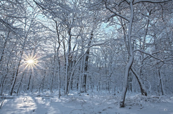 обоя природа, зима, снег, деревья, лес