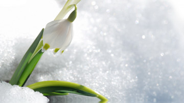обоя цветы, подснежники, белоцветник, цветок, снег