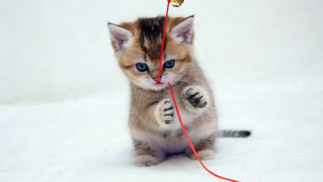 Картинка животные коты котик веревочка