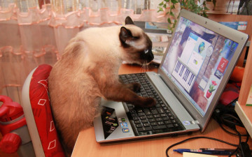 Картинка животные коты ноутбук
