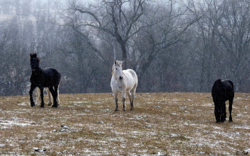Картинка животные лошади деревья снег