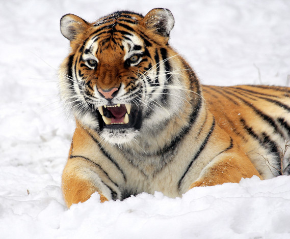 Обои картинки фото животные, тигры, снег