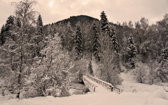 Обои картинки фото природа, зима, лес, мостик
