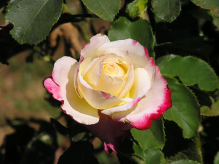 Картинка double delight цветы розы роза