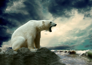 Картинка животные медведи море белый медведь зверь