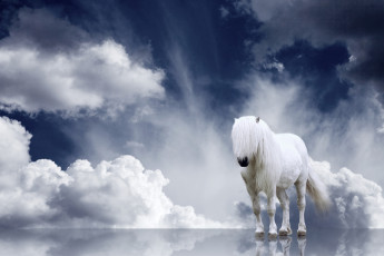 Картинка животные лошади облака отражение грива конь