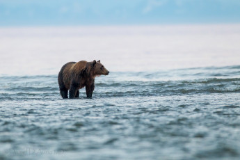 Картинка животные медведи топтыгин озеро вода