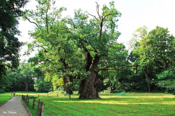Картинка природа парк аллея дубы