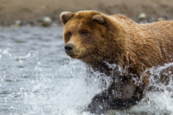Картинка животные медведи брызги вода медведь