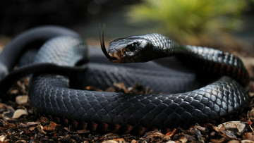 Картинка животные змеи питоны кобры Чёрная мамба