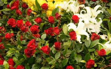 Картинка цветы разные вместе розы лилии хризантемы