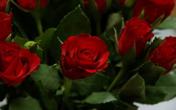 обоя цветы, розы, красный