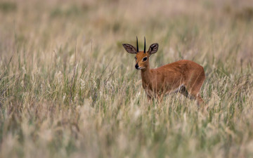 Картинка животные антилопы рожки рога антилопа детеныш олень трава