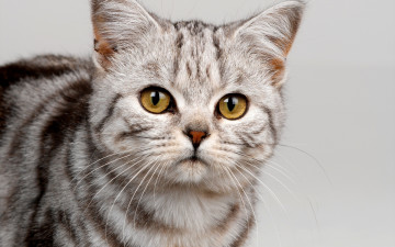 Картинка животные коты морда полосатый взгляд милый котенок шотландский