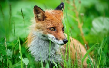 Картинка животные лисы лиса трава рыжая