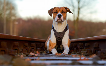 Картинка животные собаки фон железная дорога собака