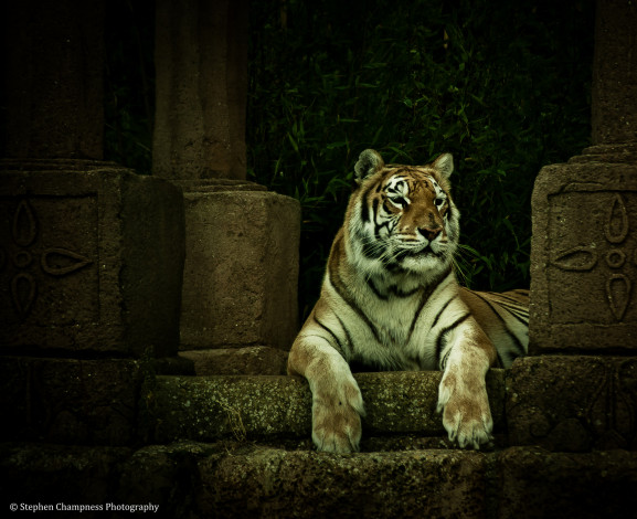 Обои картинки фото животные, тигры, хищник, кошка, ступени