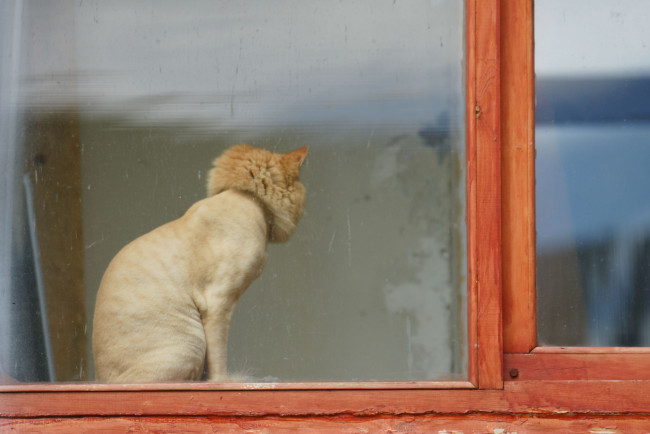 Обои картинки фото несчастный, кот, животные, коты, окно, стриженый