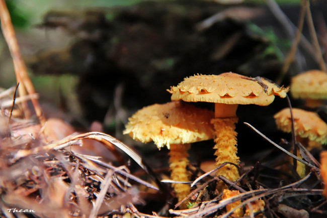 Обои картинки фото природа, грибы, лохматый