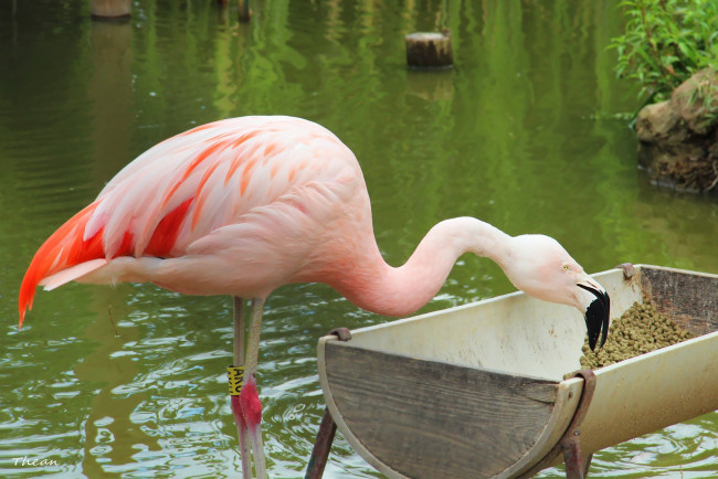 Обои картинки фото животные, фламинго, кормушка, водоем