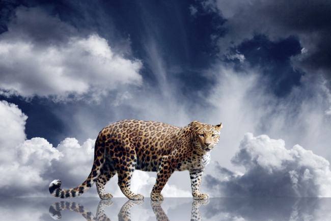 Обои картинки фото животные, леопарды, отражение, облака, кошка