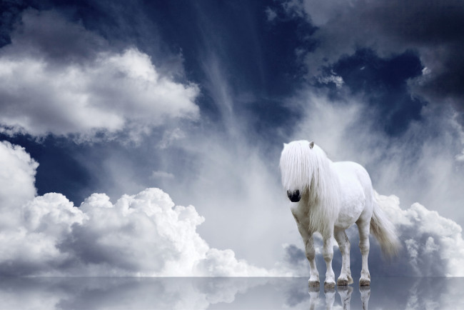 Обои картинки фото животные, лошади, облака, отражение, грива, конь