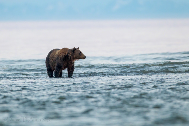 Обои картинки фото животные, медведи, топтыгин, озеро, вода