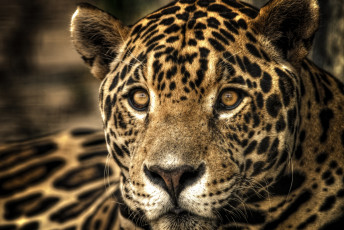 Картинка животные Ягуары портрет